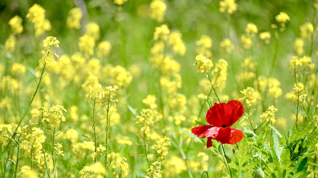 red poppy in yellow flowers
